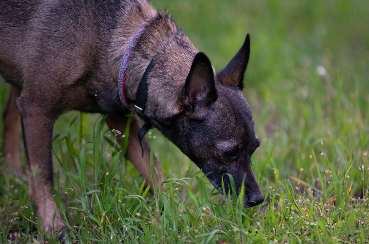 Chien renifleur dans l'herbe au cours d'une promenade