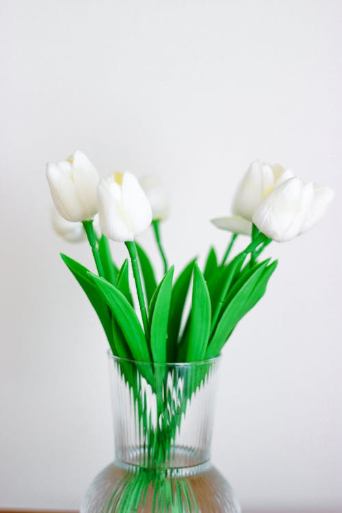 Fresh White Tulip Flowers in a Glass Vase