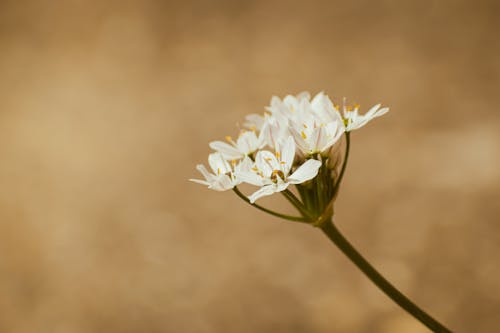 A single flower with a brown background