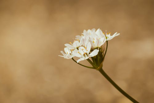 Ingyenes stockfotó @szabadtéri, allium, allium trifoliatum témában