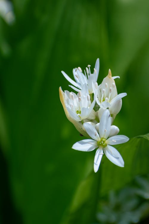 A white flower with green leaves in the middle