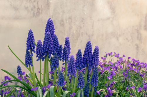 Free Vibrant grape hyacinths in full bloom, adding a splash of purple to the spring garden. Stock Photo