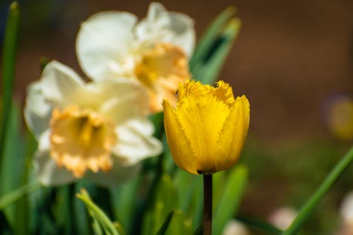 A yellow tulip is in the middle of some daffodils