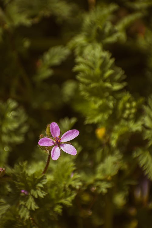 A small pink flower is growing in the middle of a green plant