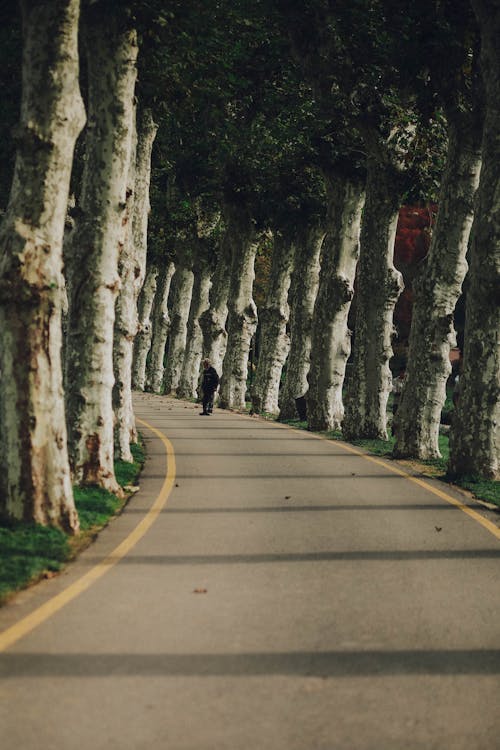 Passerby on an Alley Among White-trunked Trees