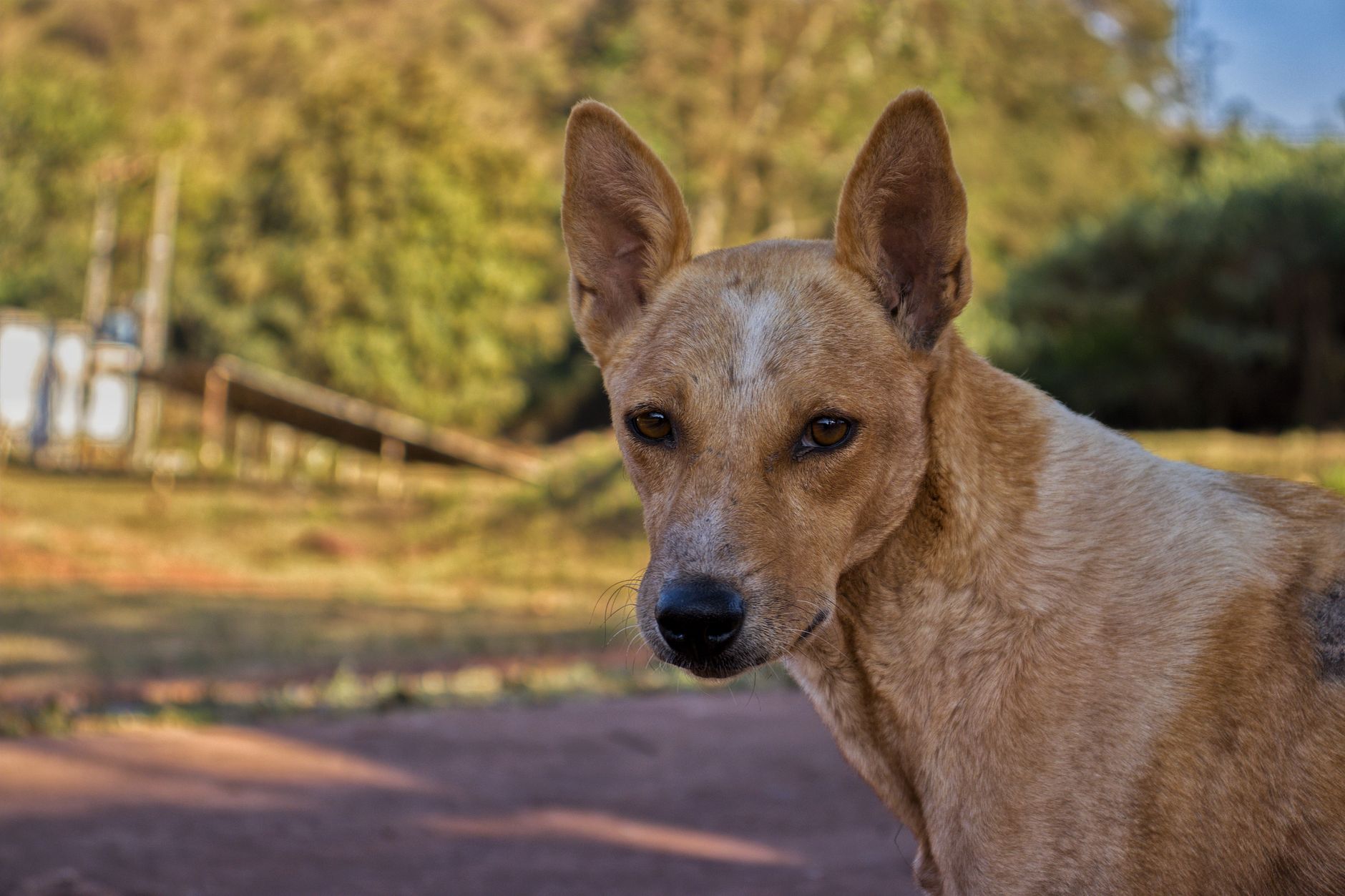 Portrait of a pet at a veterinary clinic
