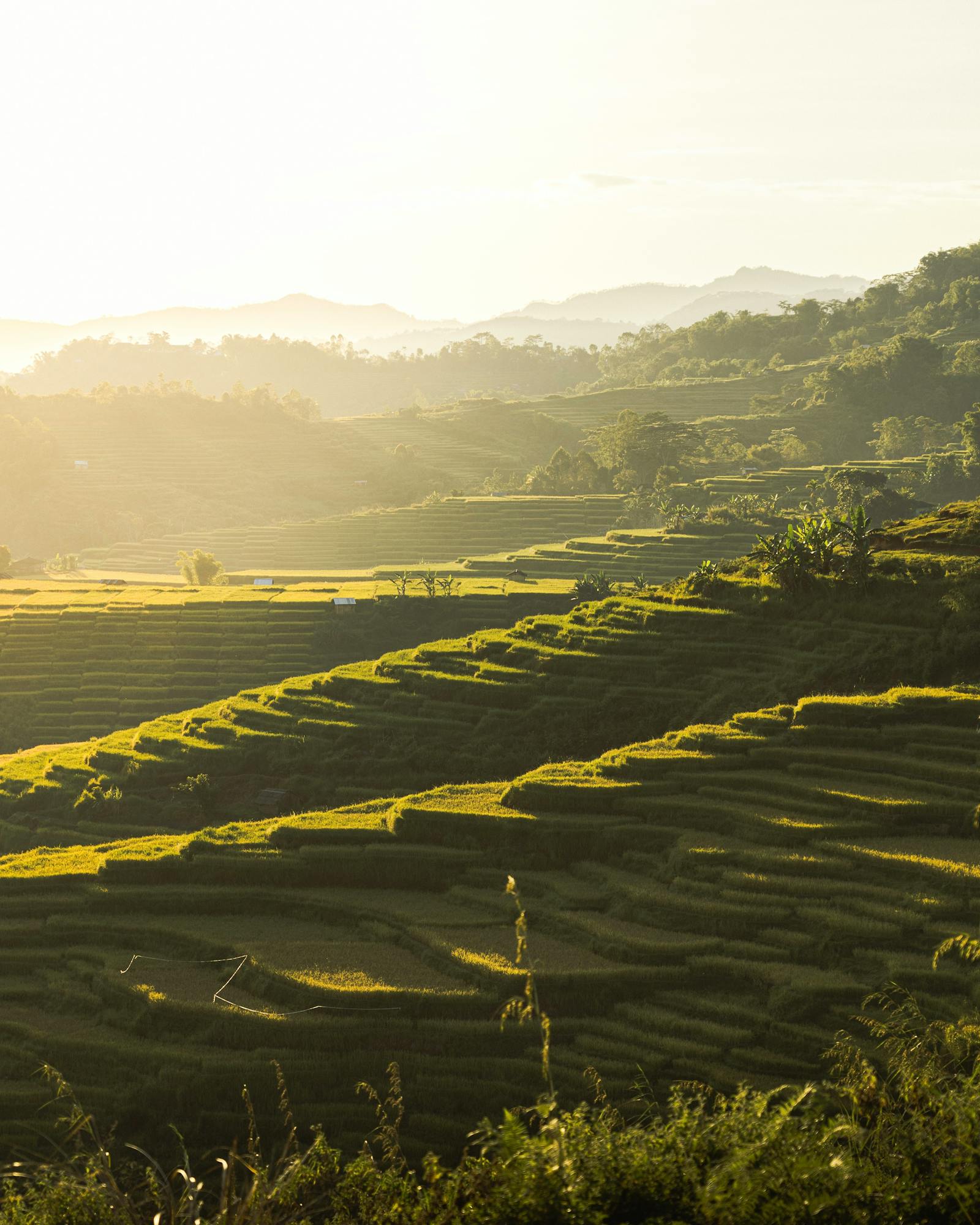 Rice Field Photos, Download The BEST Free Rice Field Stock Photos & HD ...
