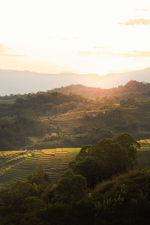 Free Aerial shot of Ruteng's terraced fields with lush green landscape at sunset. Stock Photo