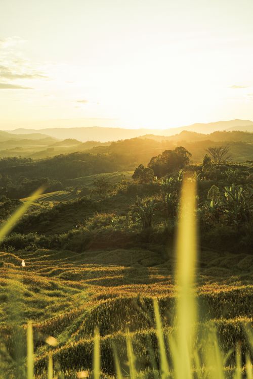 Free Explore the vibrant terraced fields and hills in Ruteng, East Nusa Tenggara, as the sun rises. Stock Photo