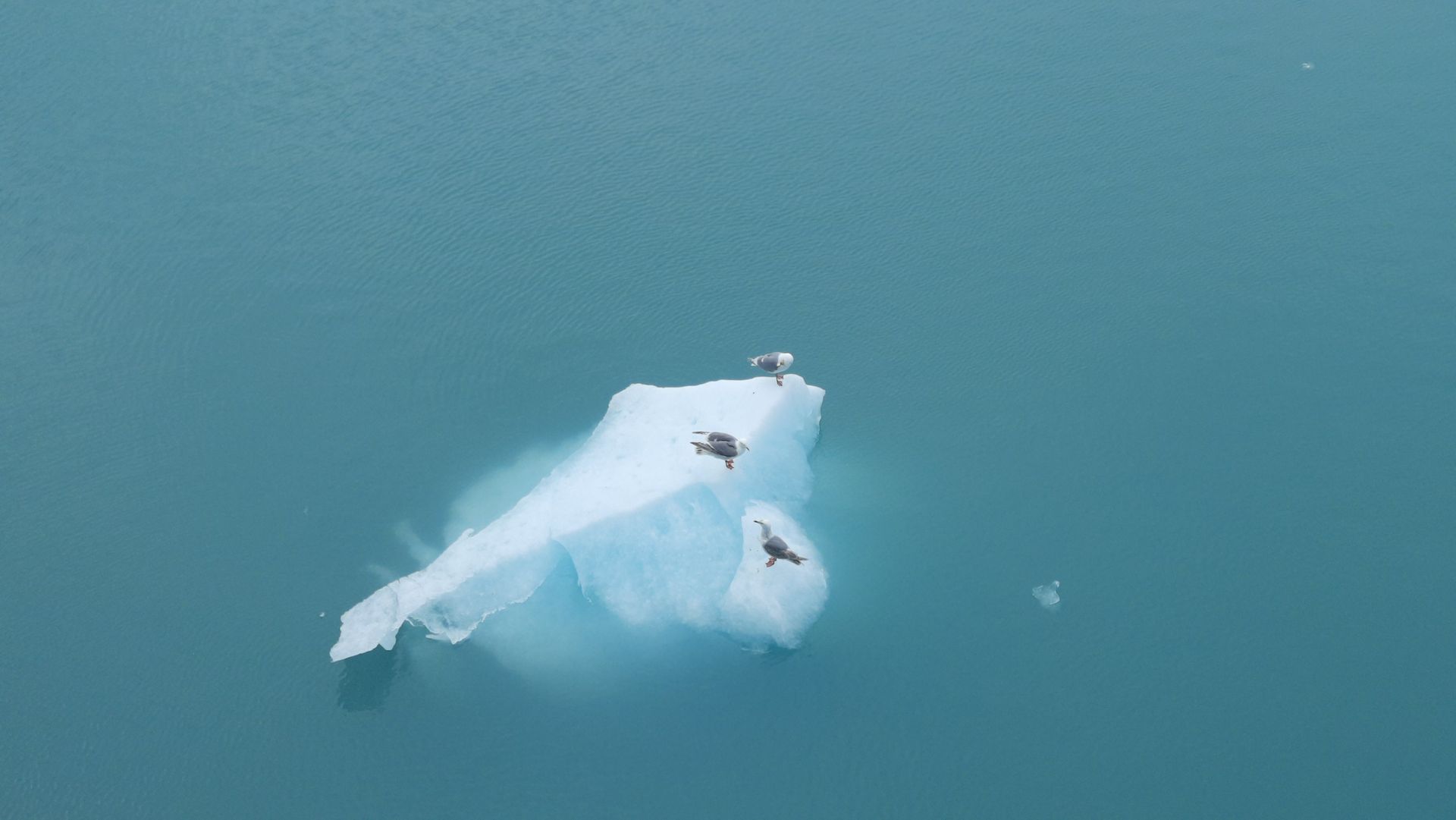 Seagulls resting on a melting iceberg in calm Alaskan waters, showcasing serene natural beauty.