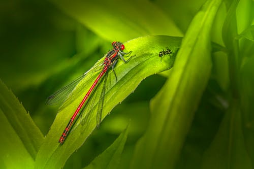 Dragonfly on a Green Leaf
