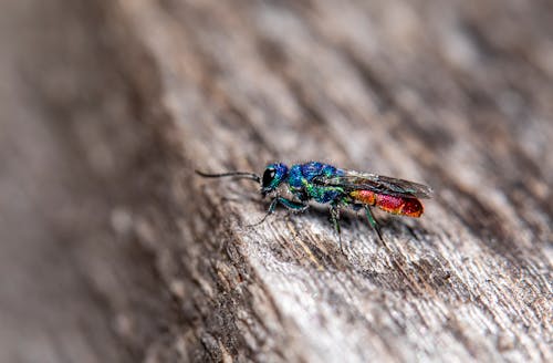 A Fly on Wood