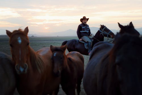 Cowboy Herding Horses at Dusk
