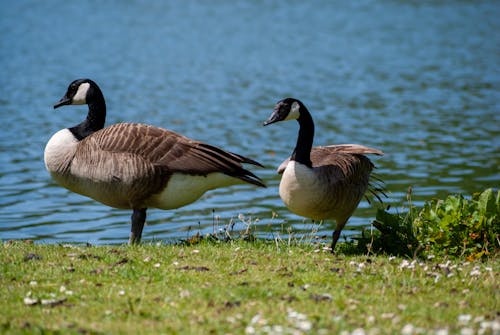 Geese near River