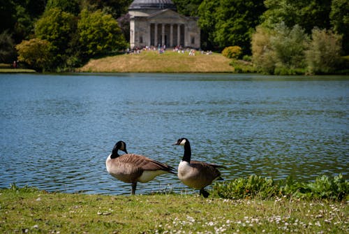 Geese by River