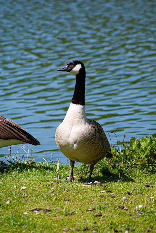 Goose by River