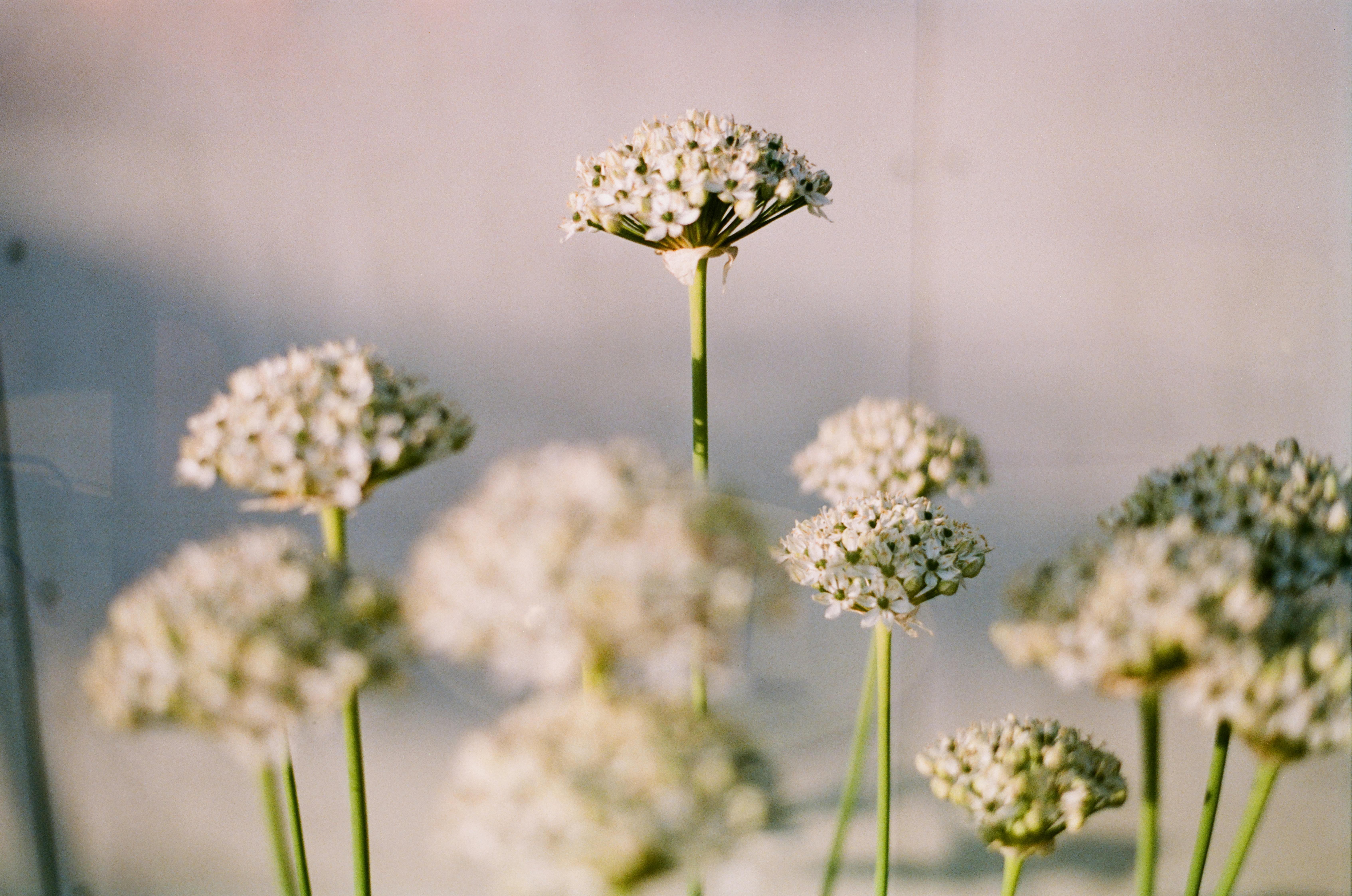 White allium flowers bloom with elegance in Copenhagen's serene garden.
