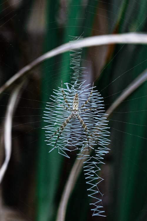 Close-up of a Spider 