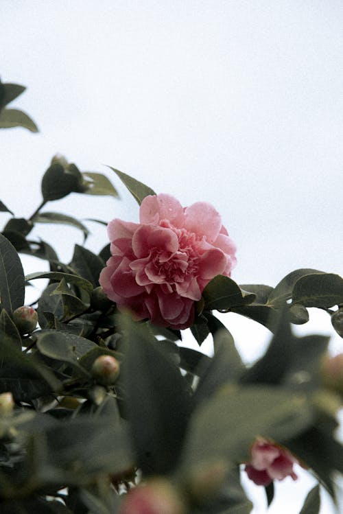 Imagine de stoc gratuită din a închide, camelia, floare