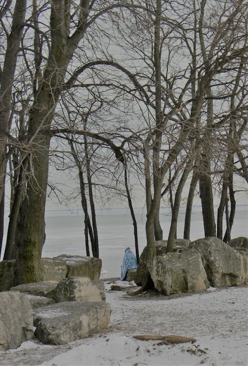 Frosty Trees on the Shore 