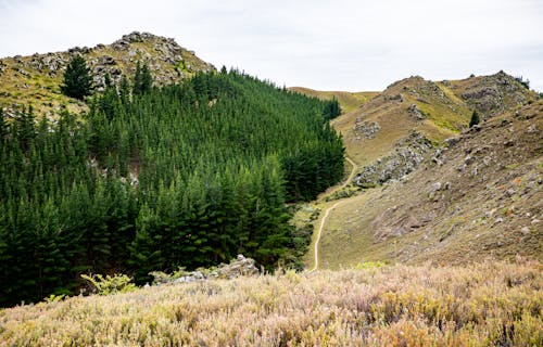 Бесплатное стоковое фото с вечнозеленый, горы, лес