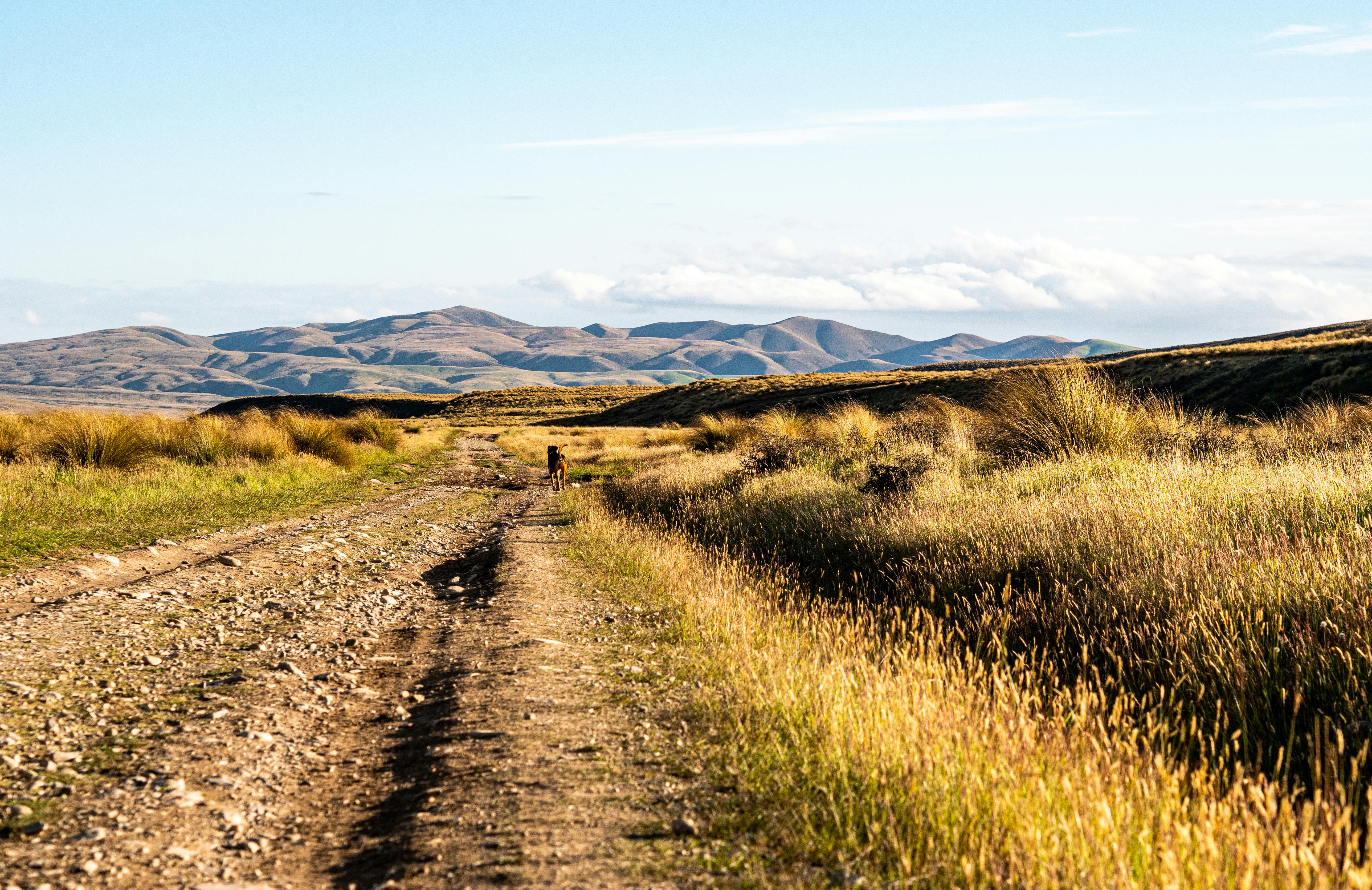 Dog on Dirt Road on Wasteland