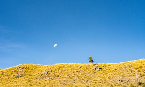 Immagine gratuita di autunno, cadere, cielo azzurro