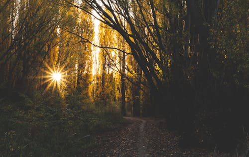 Free Sunbeam Shining Through Trees in Forest Stock Photo