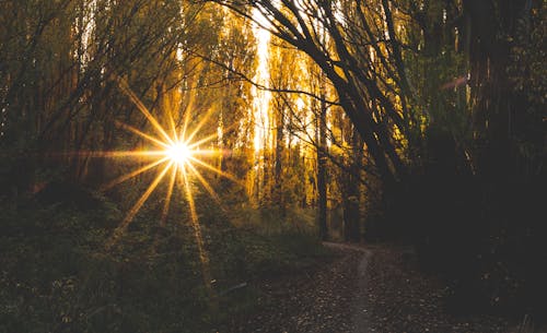 Free Sunlight Shining Through Trees in Forest Stock Photo