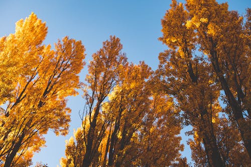 Darmowe zdjęcie z galerii z drzewa, jesień, listowie