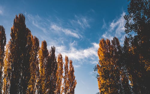 Trees in Autumnal Colors under a Blue Sky 