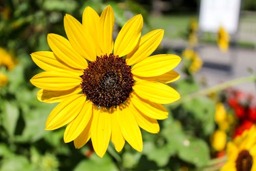 Immagine gratuita di avvicinamento, crescita, fiore giallo