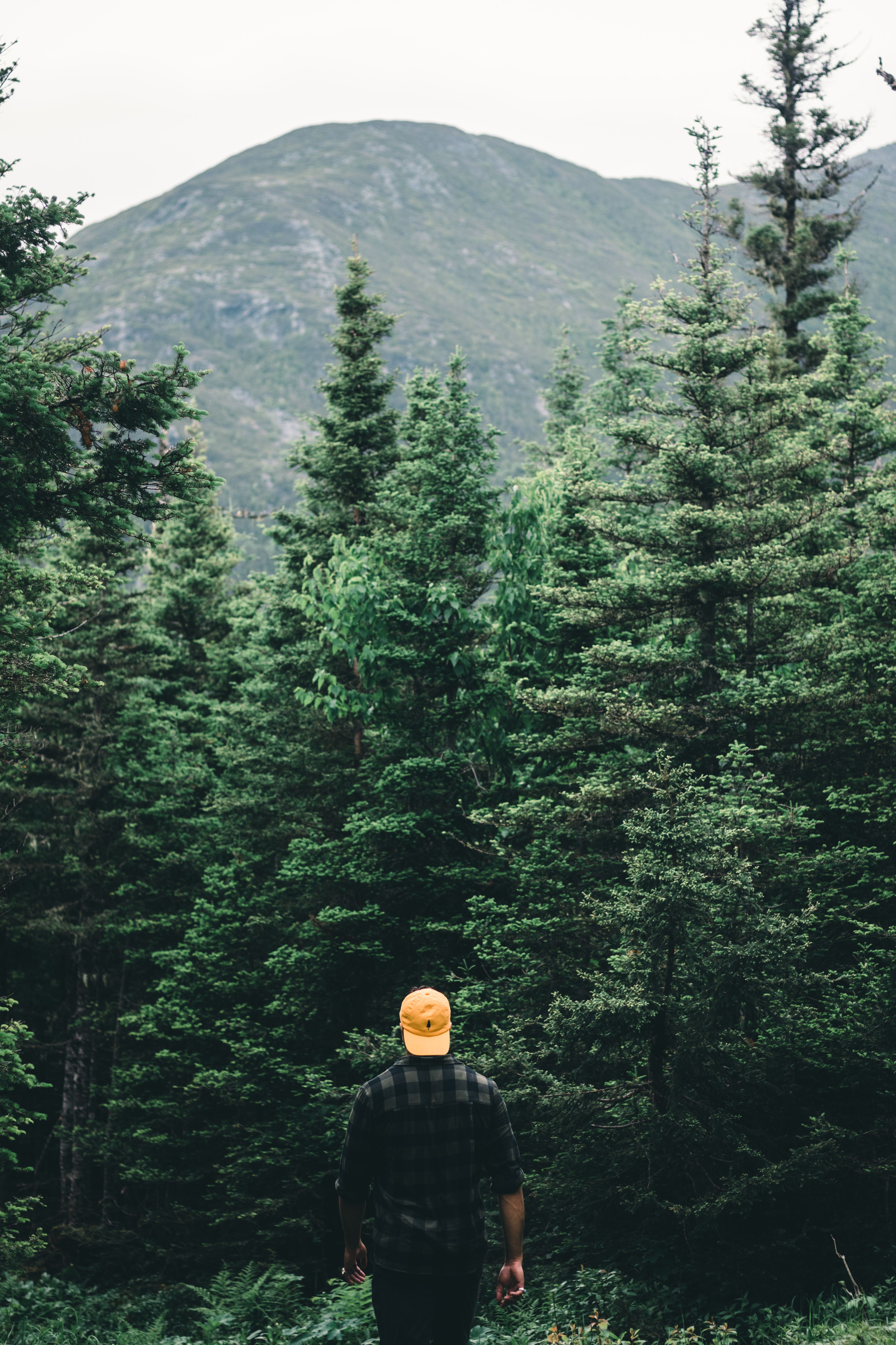 A person wearing a yellow cap hikes through the lush forest of Gaspé, Quebec with a mountainous backdrop.