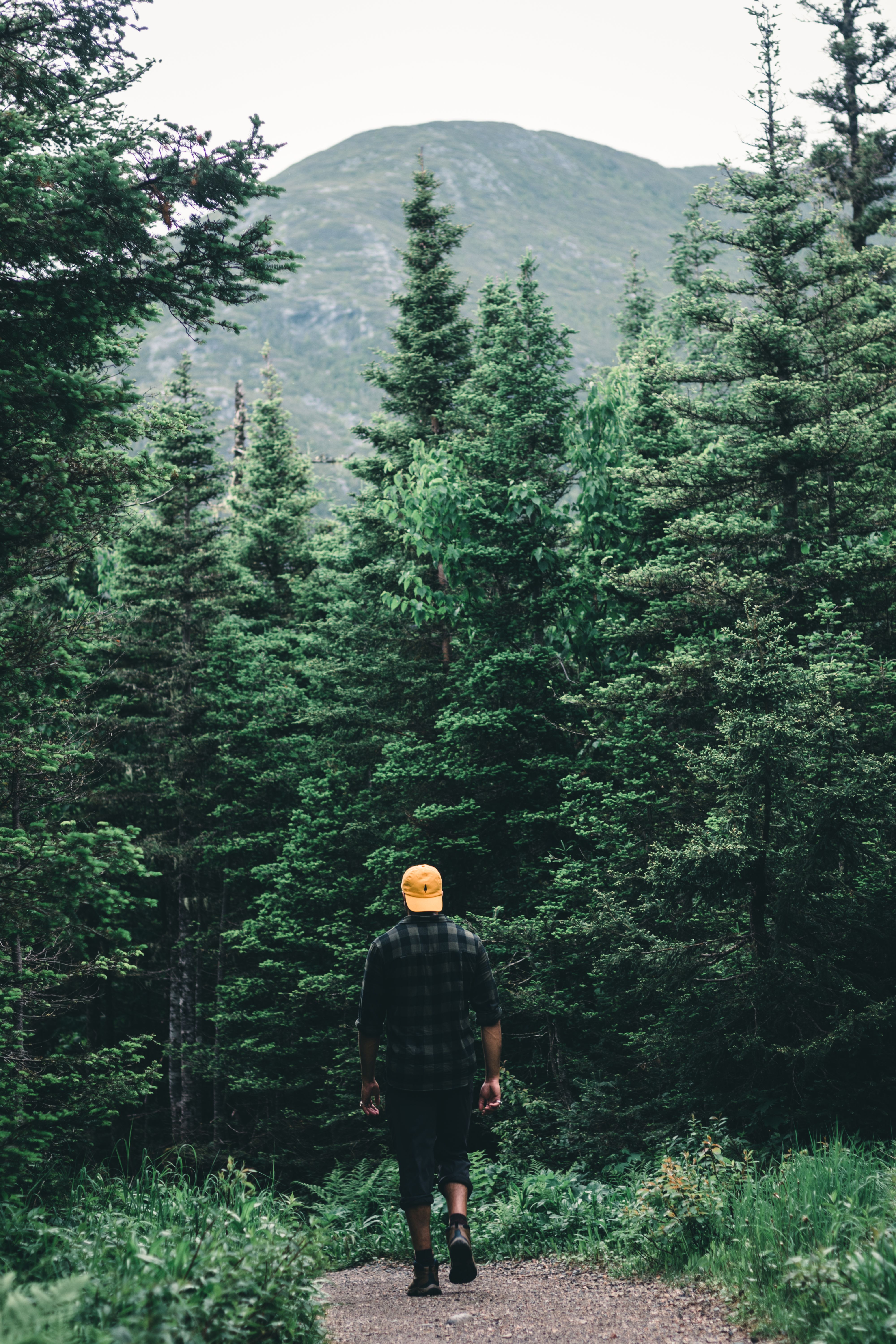 A man walks along a forest trail in Gaspé, surrounded by lush greenery and mountain views.
