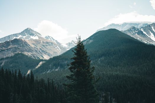 Scenic view of snow-capped mountains and dense forest in Jasper National Park, Canada.