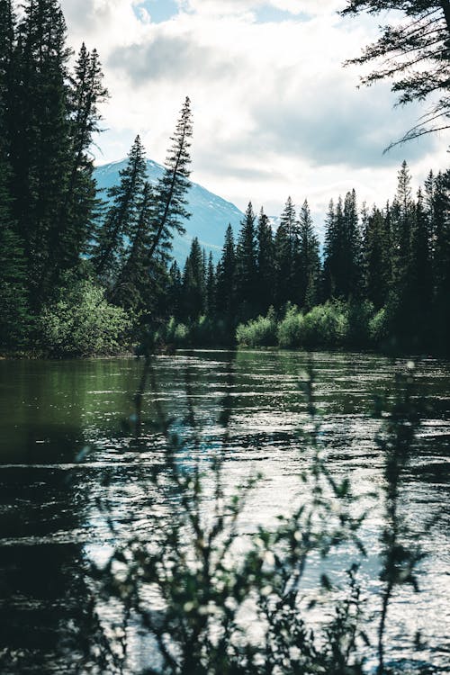 River in a Forest and a Mountain in the Distance 