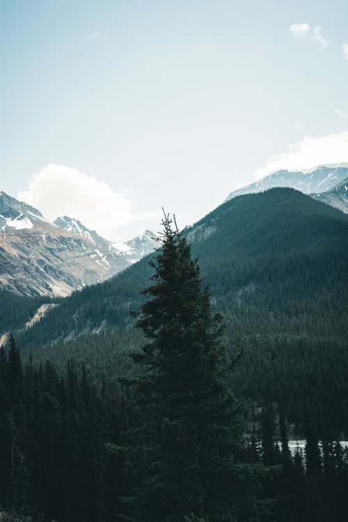 Free Scenic view of snow-capped mountains and pine forests in Jasper National Park, Alberta, Canada. Stock Photo