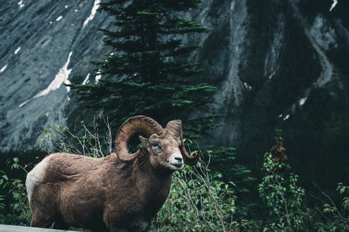 Free A majestic bighorn sheep stands proudly in Jasper National Park, surrounded by natural beauty. Stock Photo