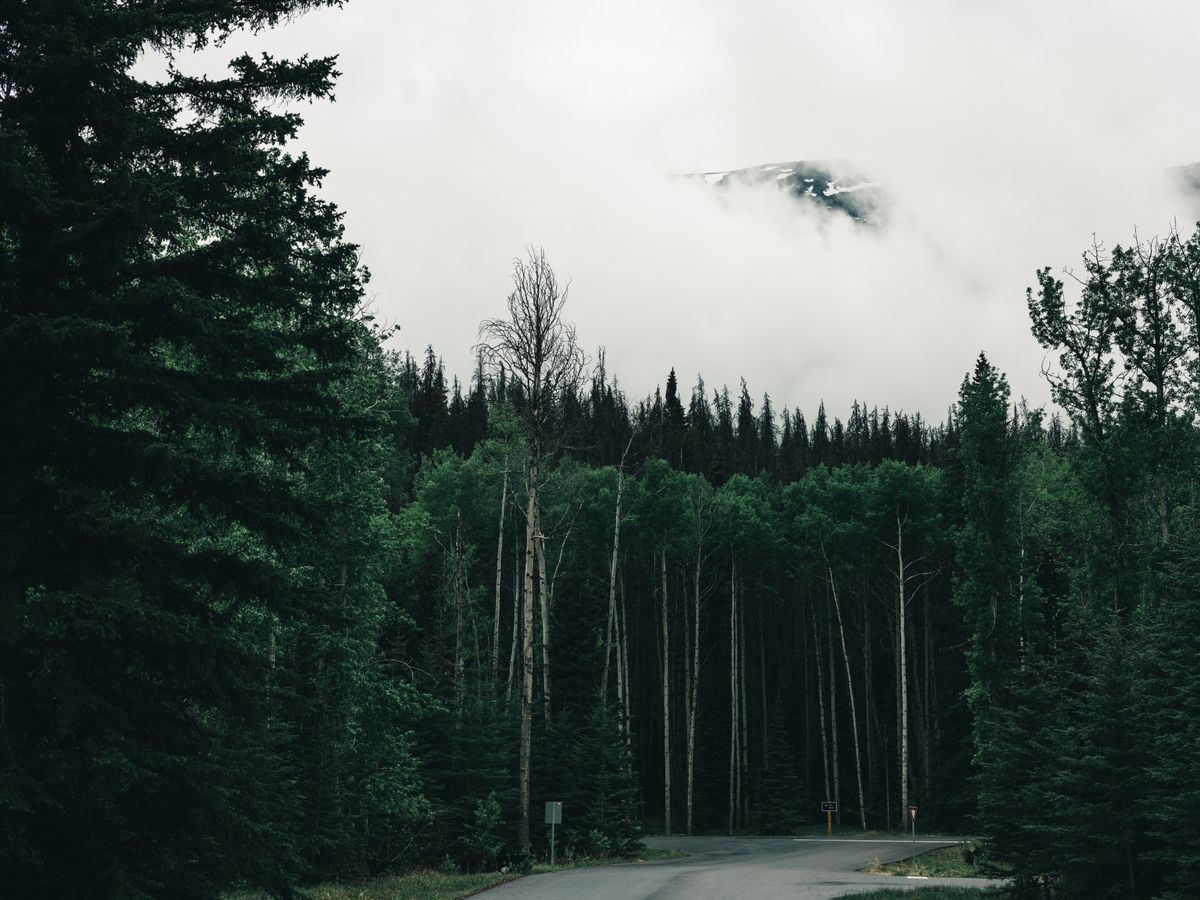 4 Day Private Health Reset & Detox Retreat in Bragg Creek, Canada 1