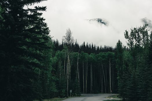 Misty road winding through lush forest in Jasper National Park, capturing serene nature.