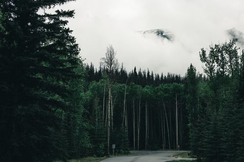 Free Misty road winding through lush forest in Jasper National Park, capturing serene nature. Stock Photo