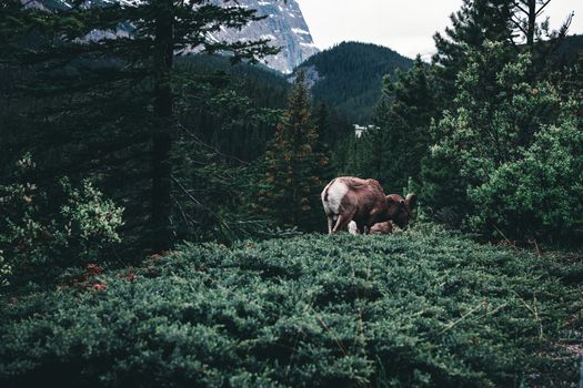 Mountain goat grazing in Jasper National Park, surrounded by lush greenery and mountains.