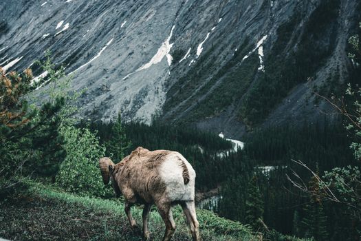 Bighorn sheep grazing in Jasper National Park, Alberta, with rugged mountain backdrop.