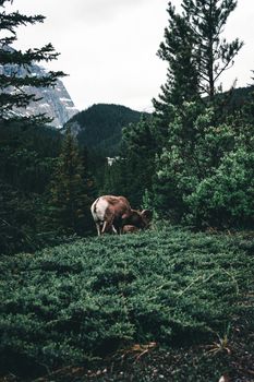 Bighorn sheep grazing in Jasper, Alberta's lush forest landscape.