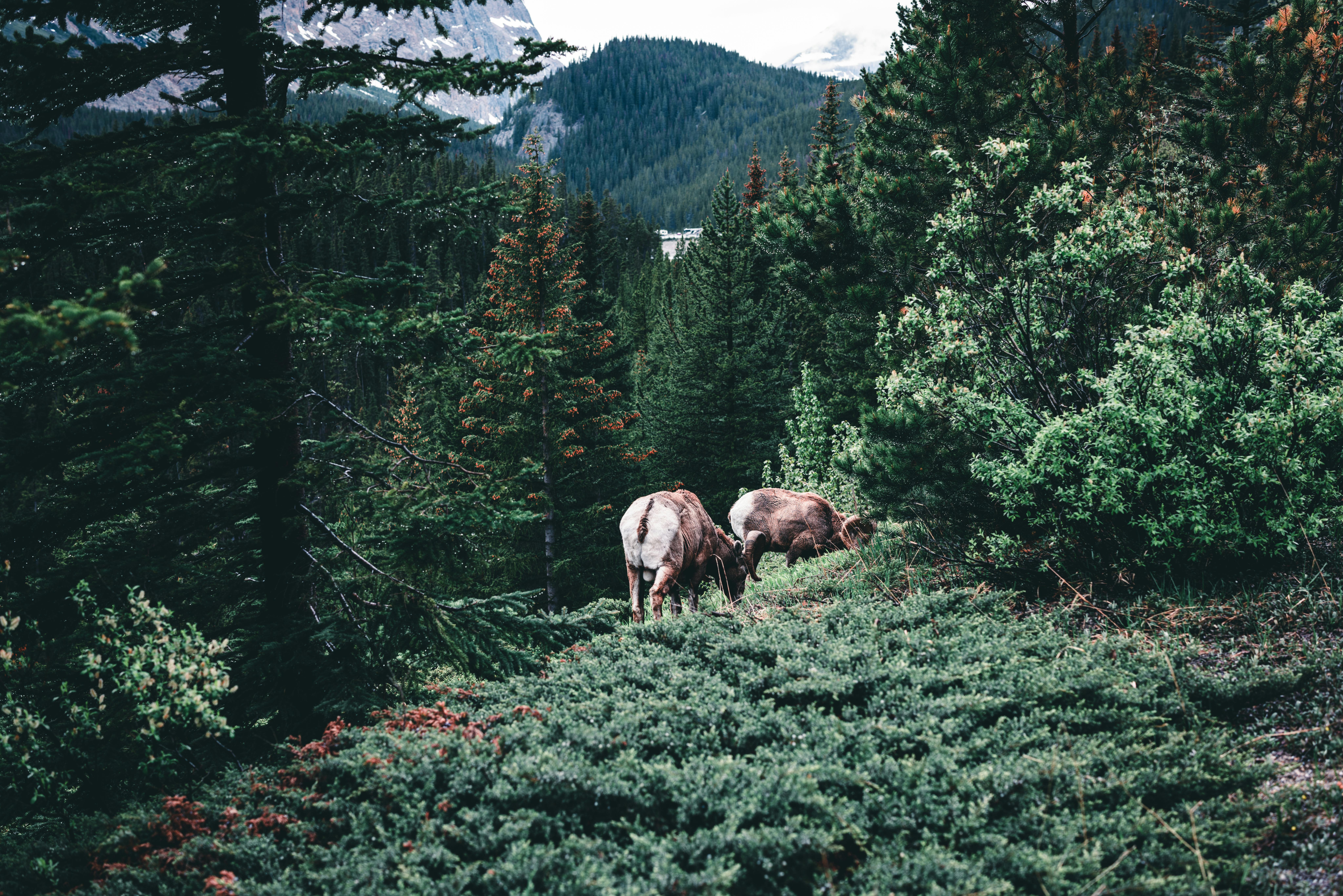 Big Horn Outdoor Adventure Show - Spokane and North Idaho community calendar - The Spokesman — Photo by Ali Kazal on Pexels