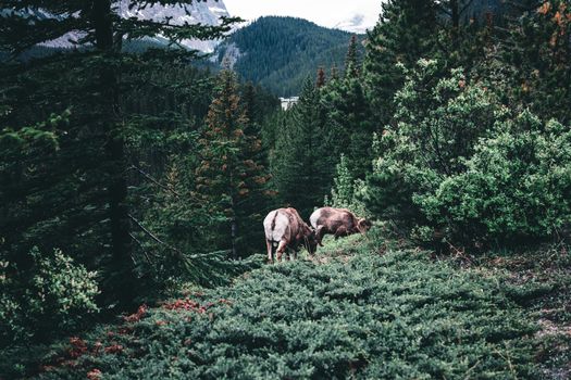 Bighorn sheep grazing in the lush green forests of Jasper National Park in Canada.