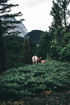 A peaceful scene with wildlife in Jasper National Park's lush forest landscape.
