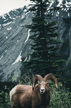 Bighorn sheep standing amidst lush greenery against a rugged mountain backdrop in Jasper, Canada.