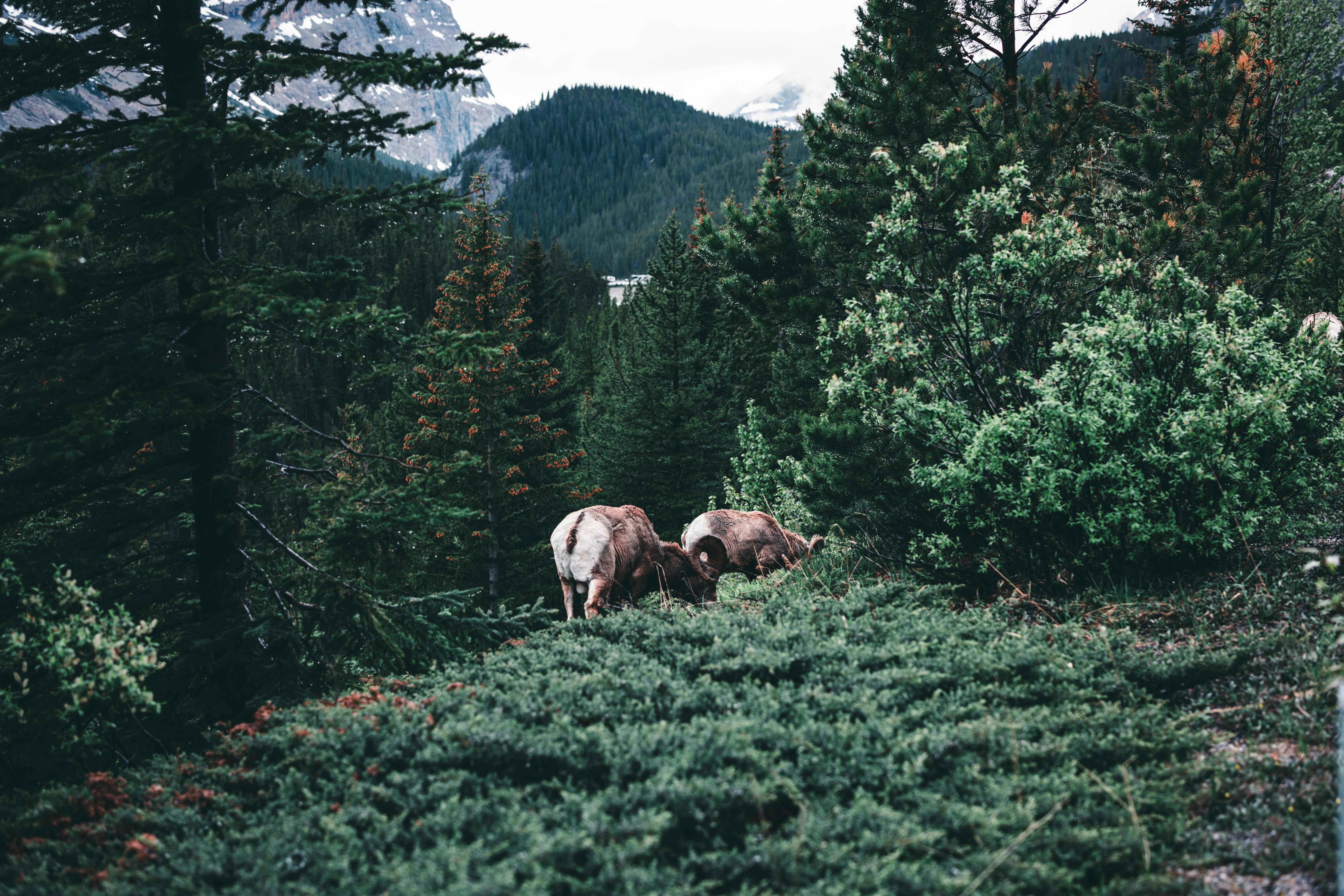 Big Horn Outdoor Adventure Show - Spokane and North Idaho community calendar - The Spokesman — Photo by Ali Kazal on Pexels