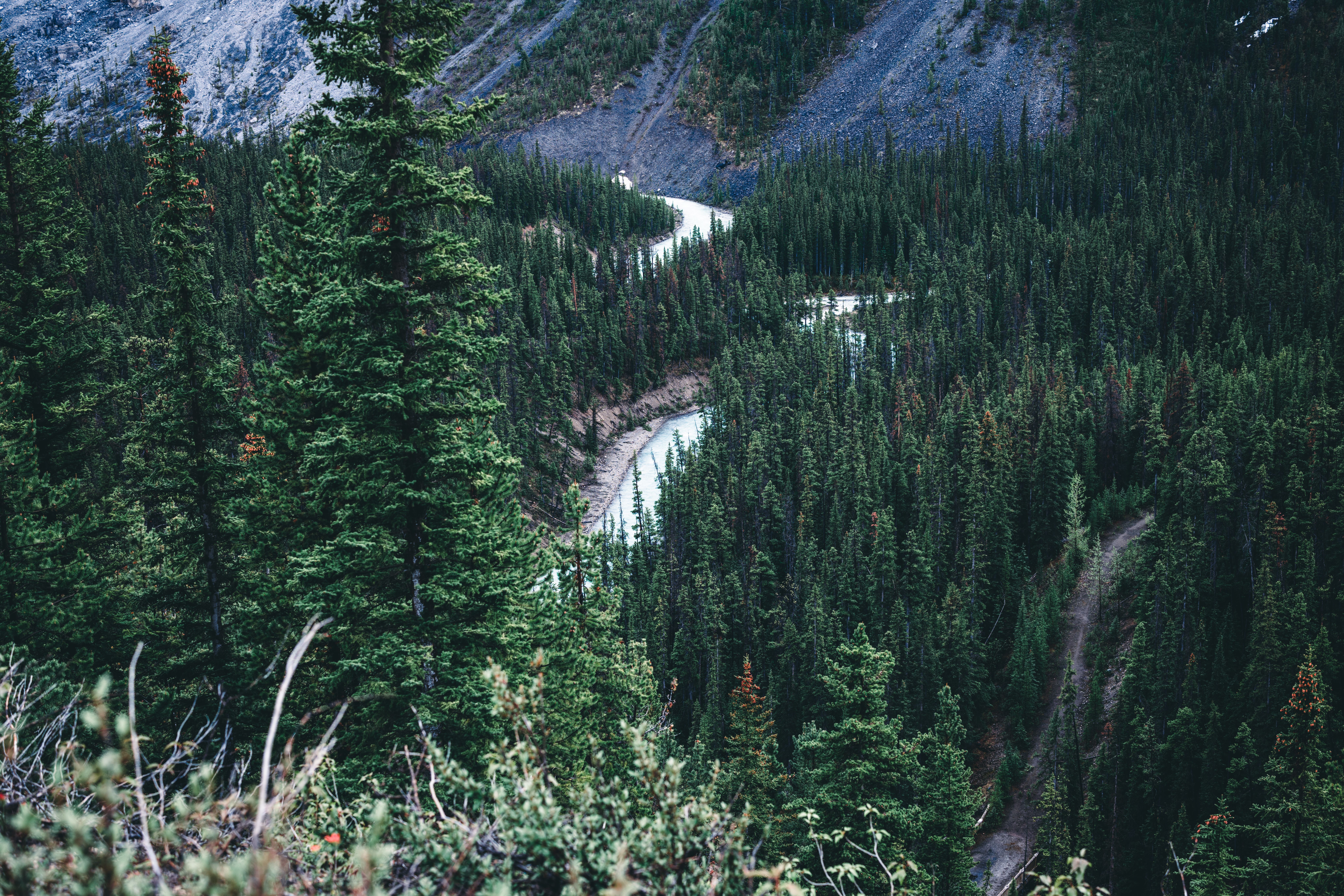 Aerial view of a lush coniferous forest with a winding river in Jasper National Park, Canada.
